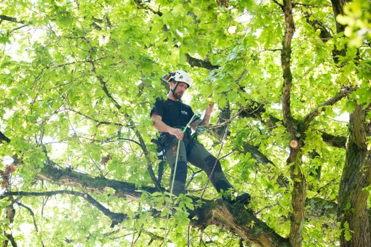 Advantages Of Hiring A Tree Removal Company