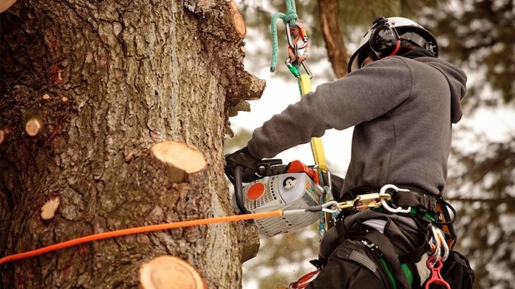 Reform Your Tree Perfectly With The Help Of Tree Surgery