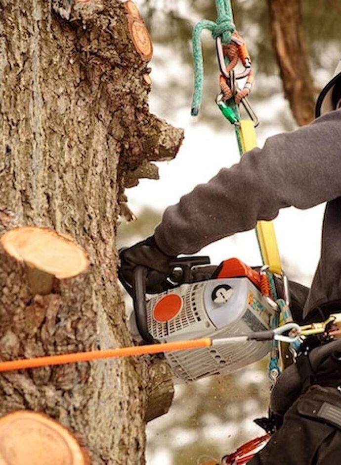 Reform Your Tree Perfectly With The Help Of Tree Surgery